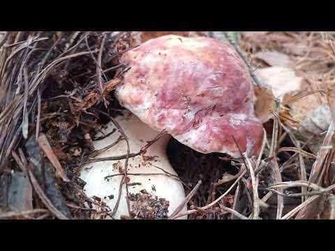 Видео: Білий гриб сосновий