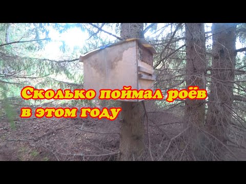 Видео: СНИМАЮ ЛОВУШКИ ДЛЯ ЛОВЛИ РОЁВ, ИТОГ ПОЙМАННЫХ РОЁВ ЗА 2025 ГОД  3 Часть ЗАКЛЮЧИТЕЛЬНАЯ