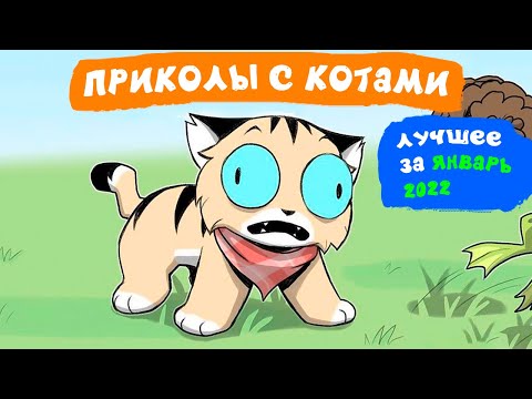 Видео: Приколы с котами. ЛУЧШЕЕ ЗА ЯНВАРЬ 2022 | Мемозг