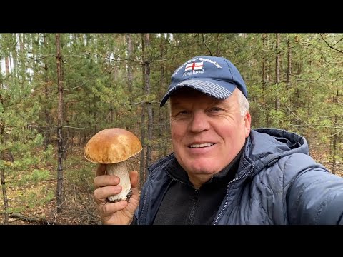 Видео: Белые грибы 🍄‍🟫 в ноябре! В конце был просто шок,такого со мной сдесь еще небыло,я думал мерещится!