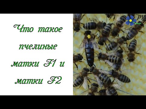 Видео: Что такое пчелиные матки F1 и матки F2
