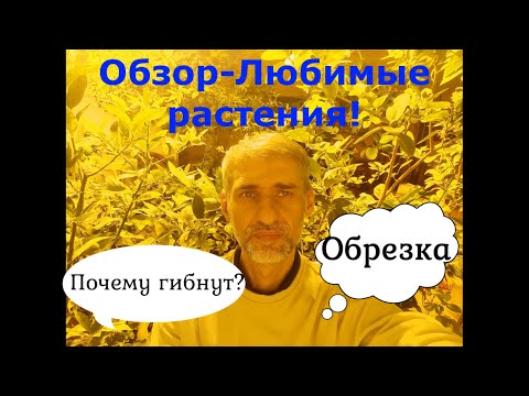 Видео: Обзор-Любимые растения! Обрезка, уход, укоренение. Почему гибнут растения? В Гостях у подписчика.
