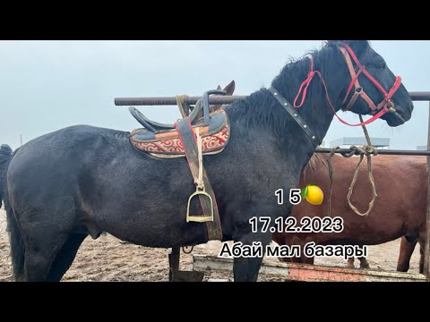 Видео: Абай мал базары 17.12.2023 арзан бағада қол жетімді бағада болды