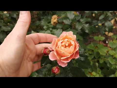 Видео: "Розы Вдохновения"...новички приехали 🌹🤩🌹