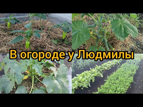 Видео: ОБЗОР#МОЕГО#ОГОРОДА#ОБРАБОТКА САЖЕНЦЕВ