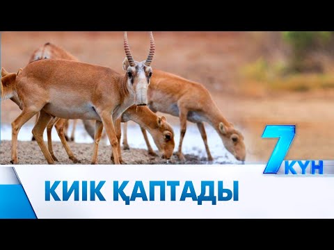 Видео: 4 млн ақбөкенді қалай азайтамыз?