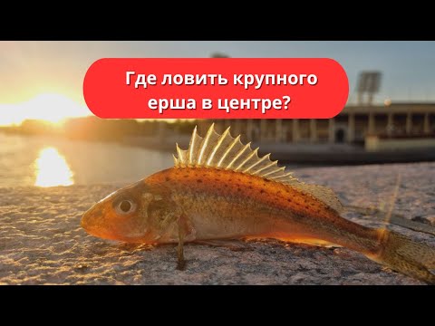 Видео: #96 #спиннинг Где ловить крупного ерша в центре Санкт-Петербурга?