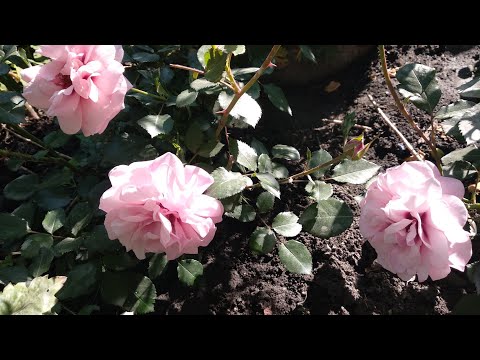 Видео: Новые розы в моем саду #2. Глориус Бебилон айс, Персиан Мистери, Гипноз, Лоран Каброль, Жанна Моро