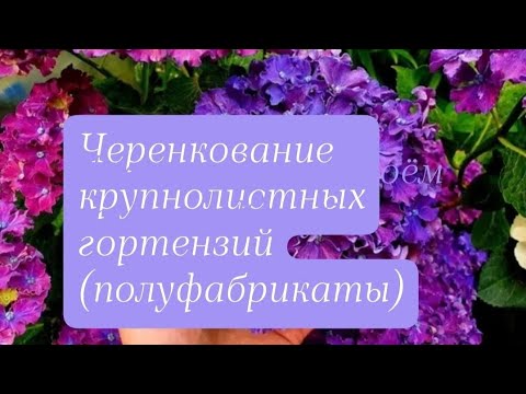 Видео: Черенкование полуфабрикатов крупнолистных гортензий.