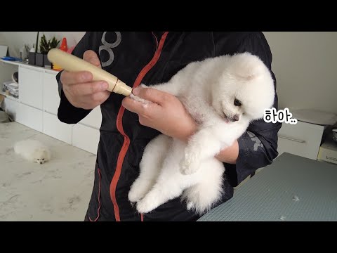 Видео: Что будет, если незнакомый человек предложит помыться собаке, которая обожает купания?