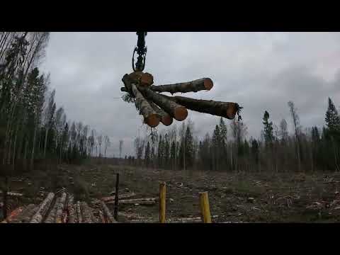 Видео: Работаем. Трелёвка и подбор леса. Форвардер/Вахта #лесозаготовка