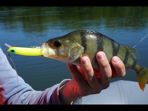 Видео: JIB 90F или рыбалка одного воблера