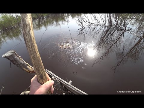 Видео: Ловим огромных карасей пауком- подьемником на мосту из живых деревьев.  4К