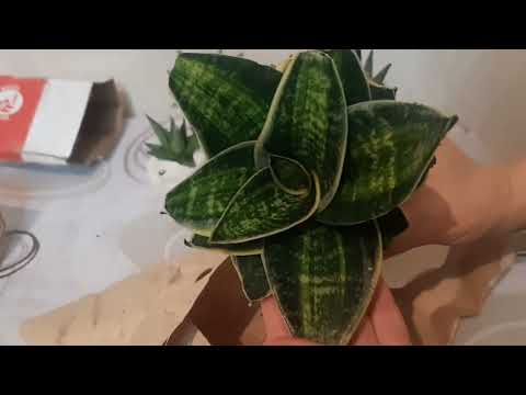 Видео: 07.11.2023 распаковка посылки. Сансевиерии транспортной компанией в ноябре