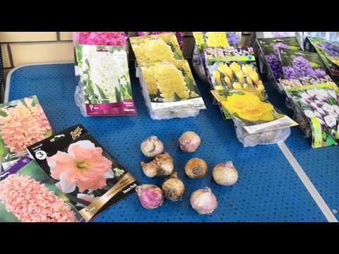 Видео: Сажаю луковичные!🌷 Комбинированная посадка в горшки