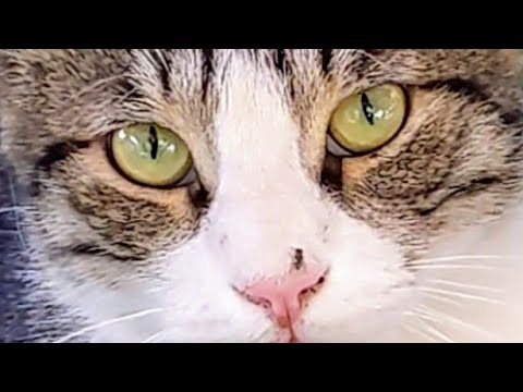 Видео: Муха у кота на носу 😻 Fly on cat's nose 🐅 Милые животные Cute animals Nature Memes Pets Kitty Trend