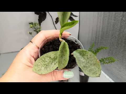 Видео: Привезла новинки от подруги. Посмотрим вместе? 😉🍀🌸🌿#комнатныерастения #папоротники #хойи #растения