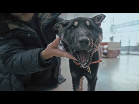 Видео: 5-месячный щенок с раздробленной челюстью — Сеула, часть 1