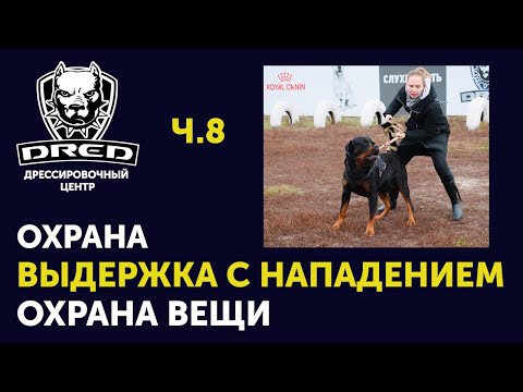 Видео: Тренировка собак для охраны | Выдержка с нападением | Охрана вещи | Охрана машины