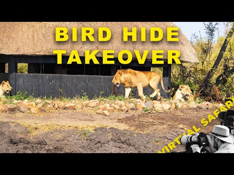 Видео: Львы захватили птичье убежище! | Виртуальное сафари №295