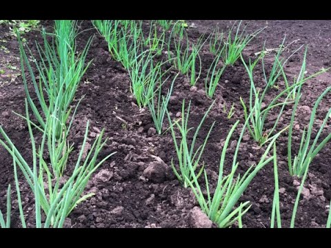 Видео: Луковая муха - избавляемся быстро и навсегда!