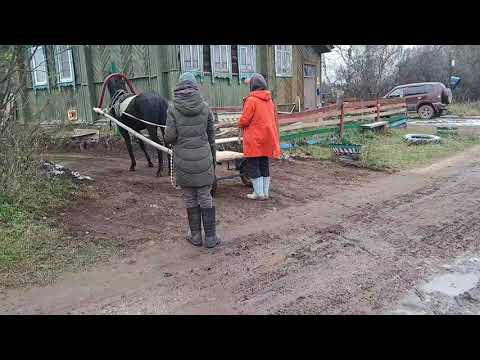 Видео: заездка молодой кобылы.Бэха 1,6 года.