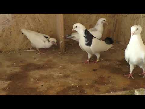 Видео: ЭФФЕКТИВНОЕ СРЕДСТВО ОТ САЛЬМОНЕЛЛЁЗА У ГОЛУБЕЙ.#salmonellosis##salmonellez##սալմոնելեզ#