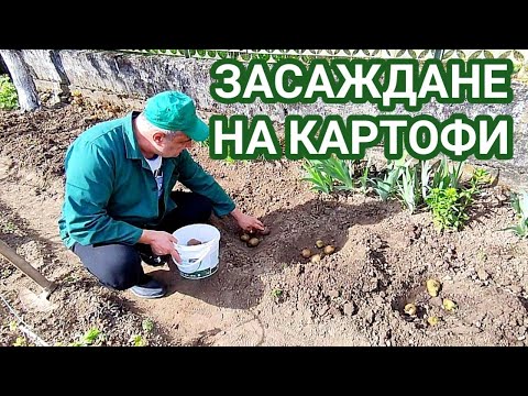 Видео: ЗАСАЖДАНЕ НА КАРТОФИ ПРЕЗ ПРОЛЕТТА! ОБРАБОТКА НА ПОЧВАТА, ИЗКОПАВАНЕ НА ГНЕЗДА И РАЗПОЛАГАНЕ НА СЕМЕ