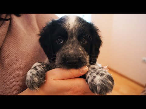 Видео: Напарник подрастает. Русский охотничий спаниель. Щенок