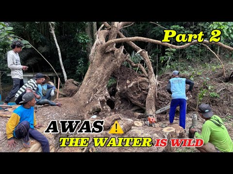 Видео: ОЖИДАНИЕ ПРОШЛО‼️ПРОЦЕСС ЭВАКУАЦИИ БОЛЬШОГО ДЕРЕВА ТРЕМБЕЗИ, УПАВШЕГО В СТАРЫЙ КОЛОДЦЕ#ms660 #ms881