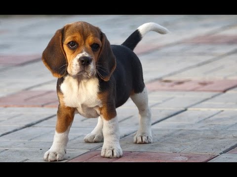 Видео: Хочу собаку. Бигль | Телеканал "Мама"