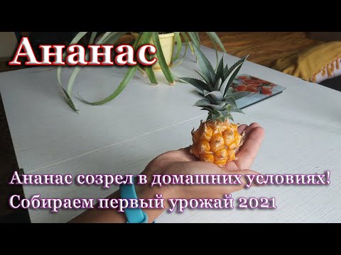 Видео: Ананас созрел в домашних условиях!  Собираем урожай ананасов.