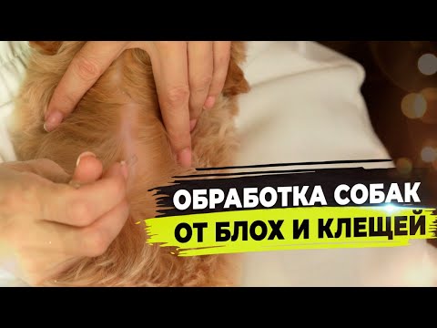 Видео: Обработка собак от блох и клещей. Пироплазмоз и его последствия.