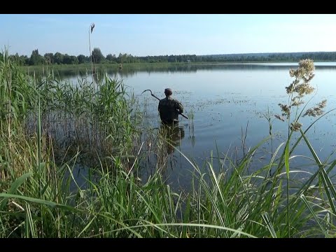Видео: Рыбалка на линя в окнах тростника и рдеста
