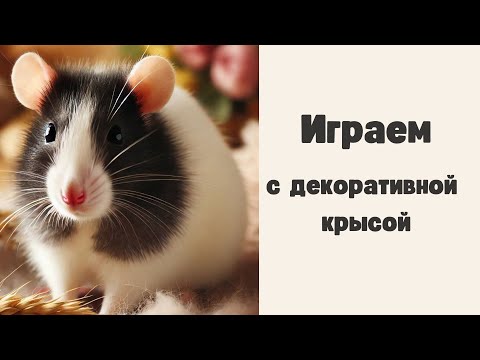 Видео: Как играет декоративная крыса?