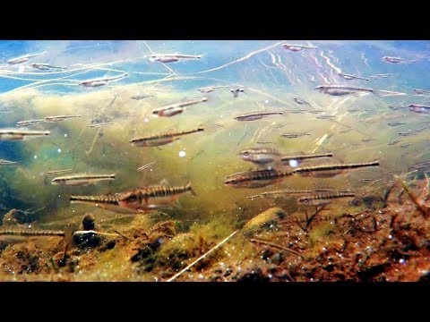 Видео: ВЕЗДЕХОД НАФАНЯ/ЗАБРОШЕННАЯ ДЕРЕВНЯ/РЫБАЛКА/ХАРИУС