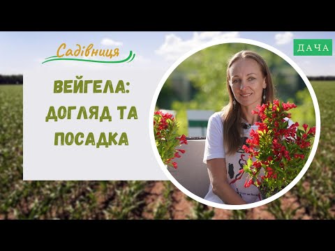 Видео: Вейгела. Секрети Догляду та Посадки. Красиві Квіти які Використовують у Ландшафтному Дизайні.