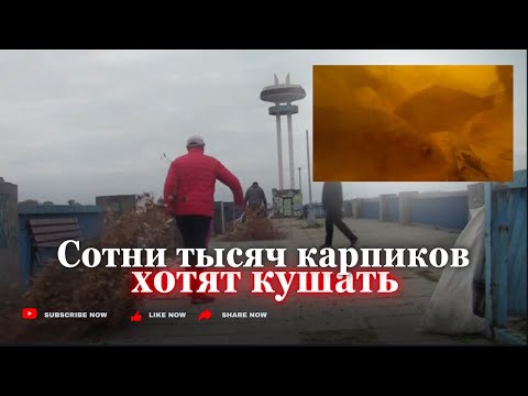 Видео: По любому карпов  откормим и будет в реке рыба ЗАПОРОЖЬЕ 12 нояб.24г.