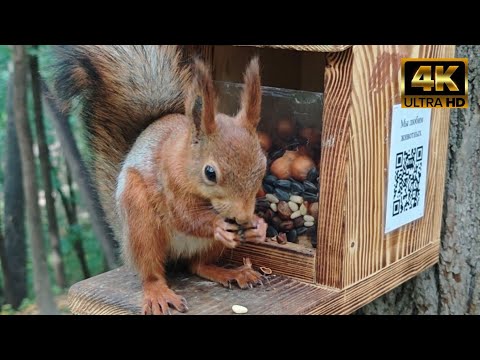 Видео: Белочка - "Носик-Курносик" 🫶 / Belochka - "Nosey Kurnosik" 🐿️ #белки / #squirrel 