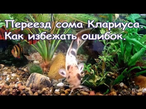 Видео: 350 литров для сома клариуса. Карантин для рыб перед запуском.