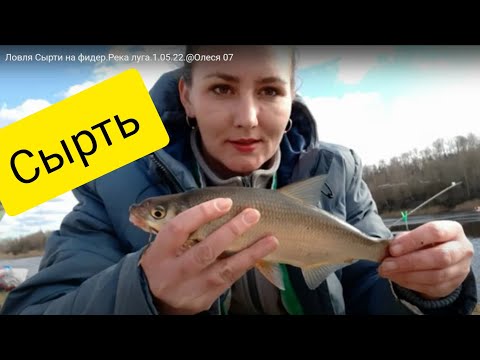 Видео: Ловля Сырти на фидер.Река Луга.1.05.22.@Олеся07