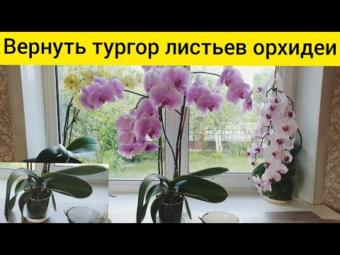 Видео: Эффективный способ ВОССТАНОВИТЬ ТУРГОР листьев орхидеи || Быстро вернуть тургор орхидее