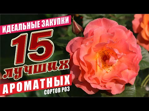 Видео: АРОМАТНЫЕ СОРТА РОЗ. ОБЗОР 15 ЛУЧШИХ