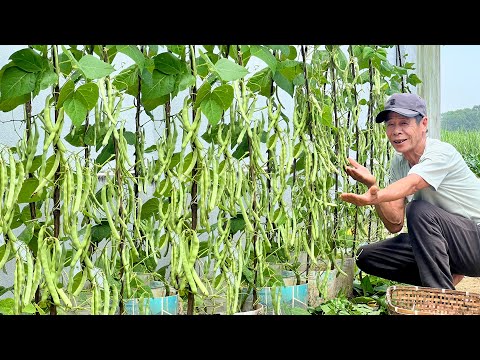 Видео: Я попробовала бабушкины советы по выращиванию зелёной фасоли – 100% успех!