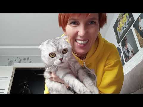 Видео: Вечно голодная / Мохнатый будильник 
