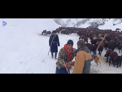 Видео: Кашари Қурбонали