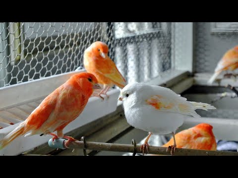 Видео: Разведение канареек. Ответы на комментарии.