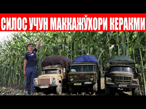 Видео: Синалган ва ишончли Лила F1 катта майдонларни эгалламоқда