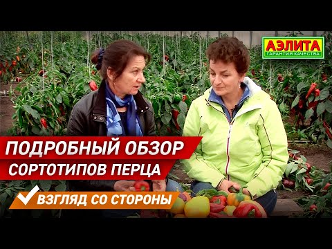 Видео: Подробный Обзор СОРТОТИПОВ ПЕРЦА