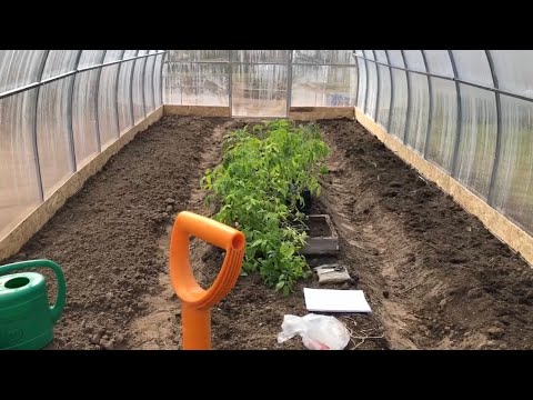 Видео: Переросли томаты? Как посадить лёжа рассаду томатов